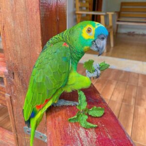 Amazon Parrot for sale