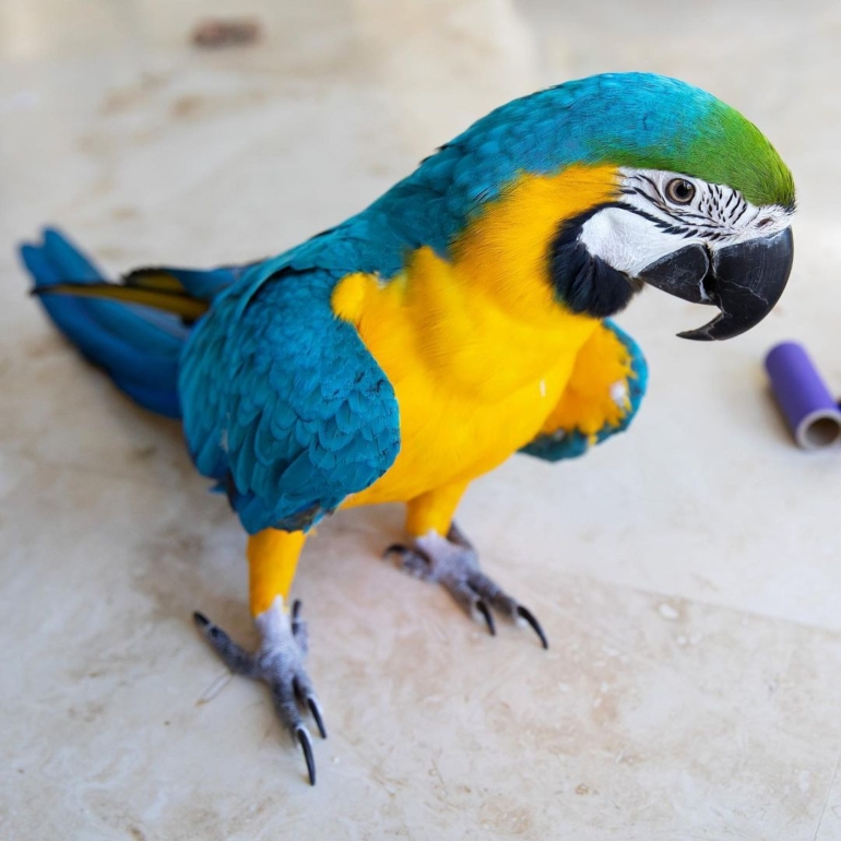 Blue-and-Yellow Macaw Blue-and-Yellow Macaw
