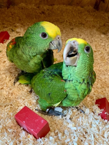 Amazon Parrots for Sale