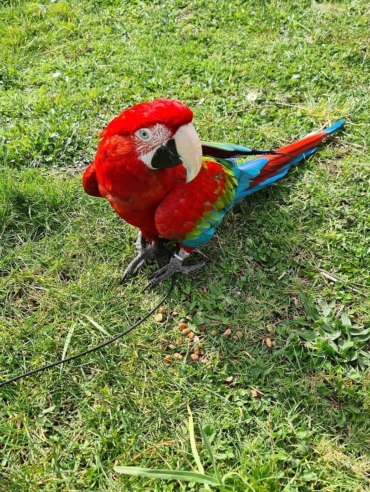 Green-winged macaw