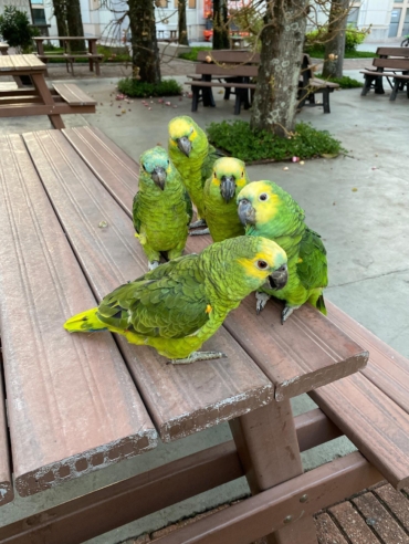 Amazon Parrot