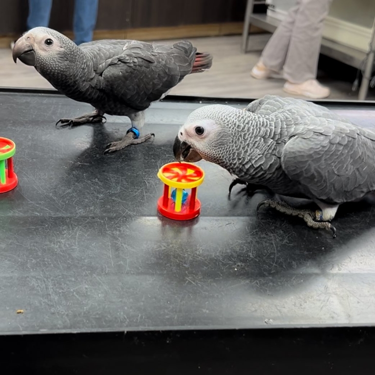 Congo African Grey Parrots for Sale