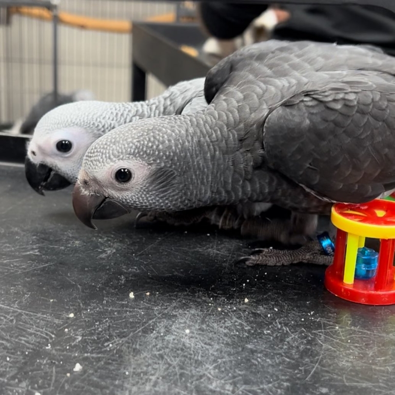 African Grey