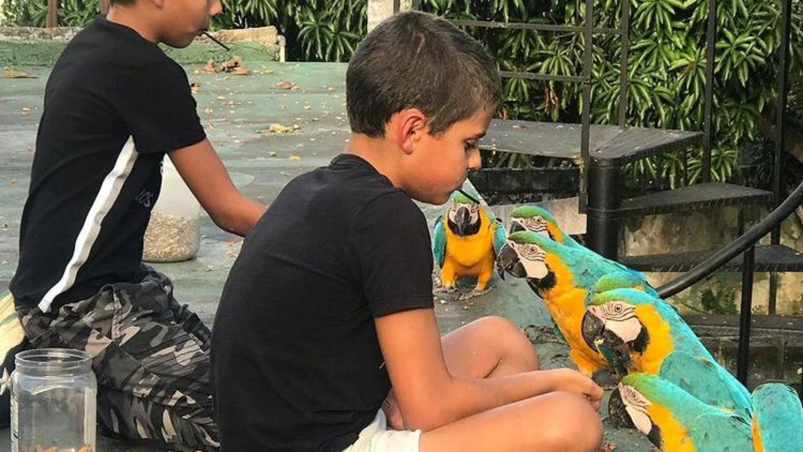Blue and Gold Macaw Parrot