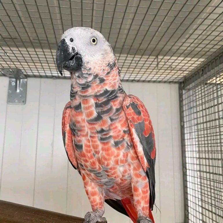 Congo African Grey Parrot for Sale