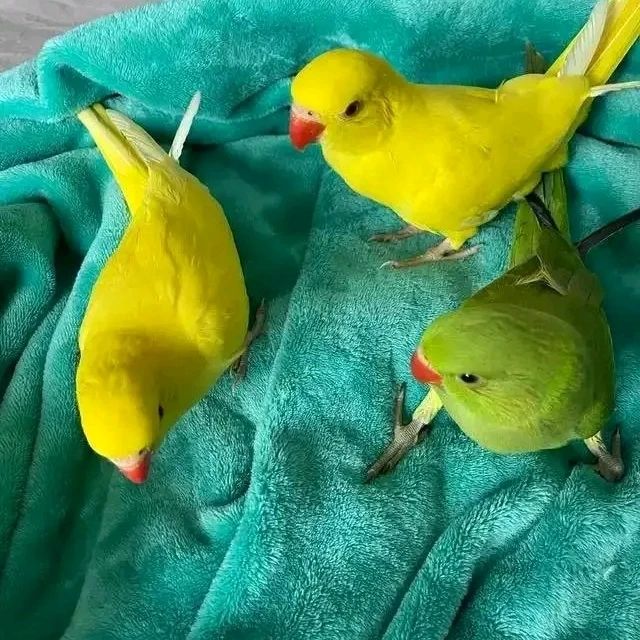 Indian ringnecks