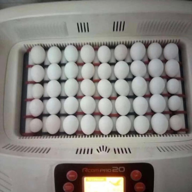 parrot eggs for sale