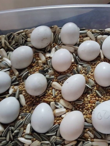 fertile parrot eggs for sale