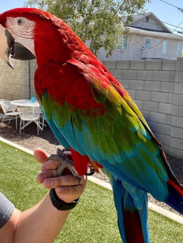 Green-winged macaw