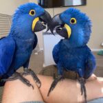 Hyacinth Macaws for sale