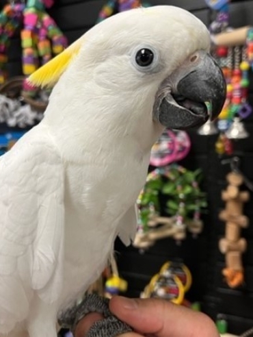 Sulphur Crested Cockatoo