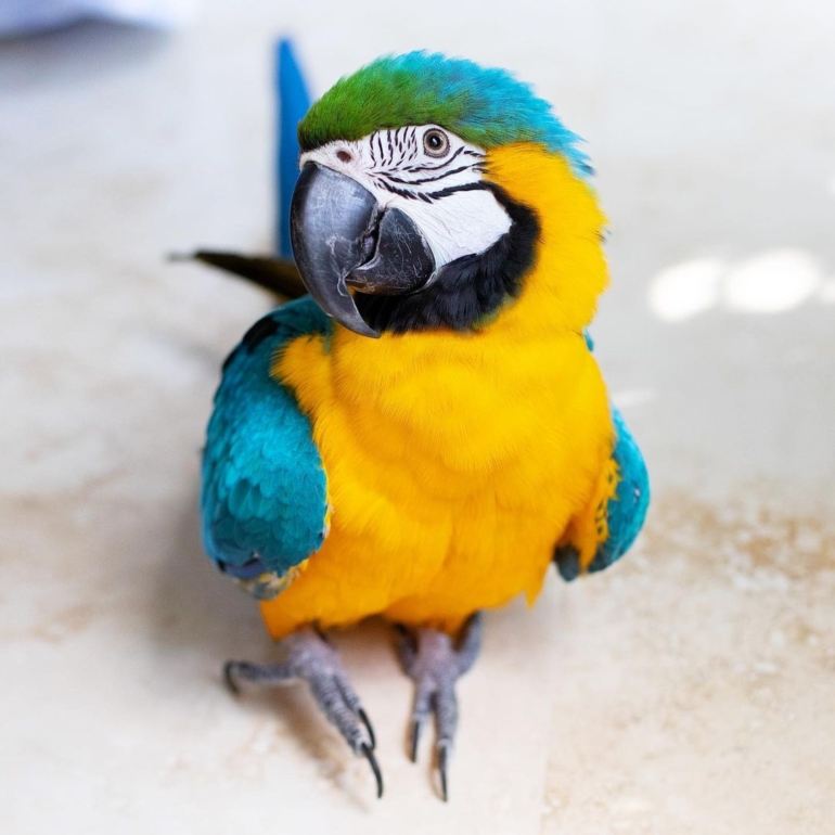 Blue-and-Yellow Macaw Blue-and-Yellow Macaw
