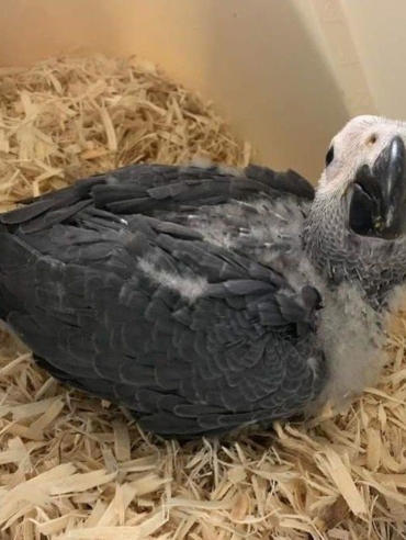 african grey babies