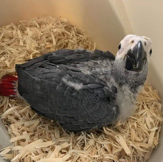 african grey babies