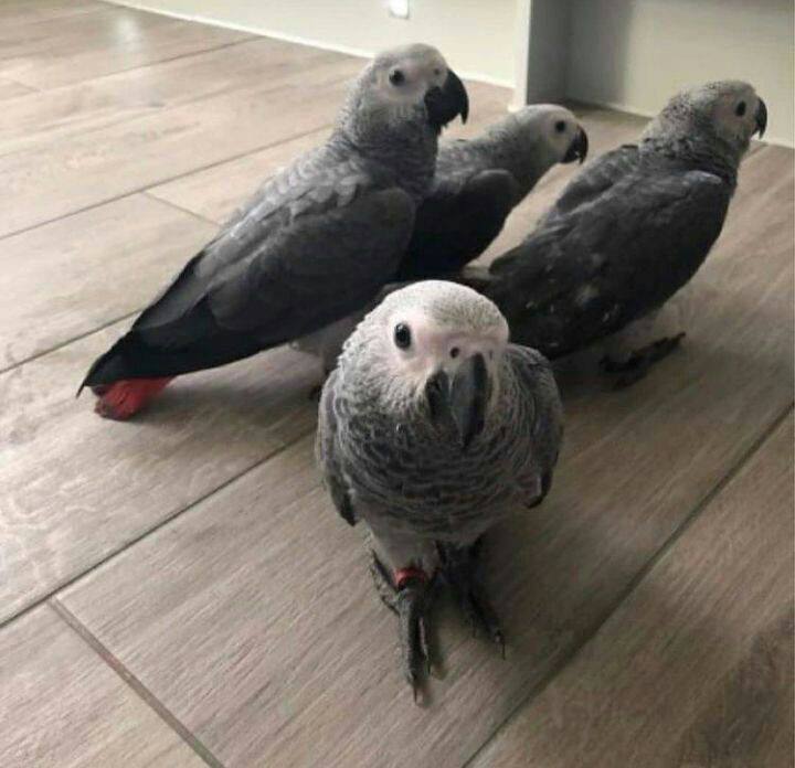 african grey babies