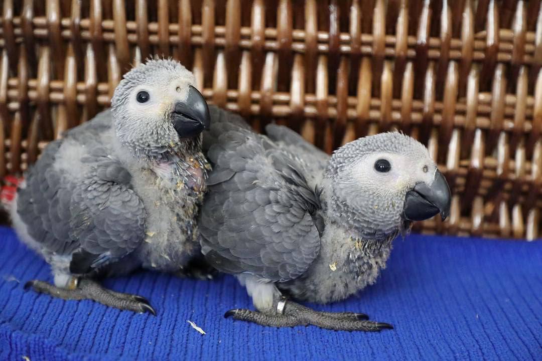 african grey babies