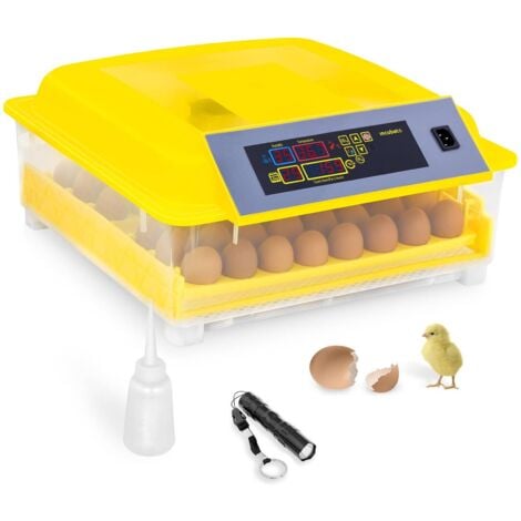 Parrot eggs with incubator