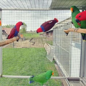 Eclectus parrots for sale