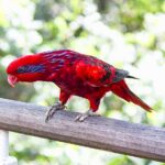 Lorikeets