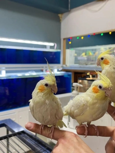 Cockatiel