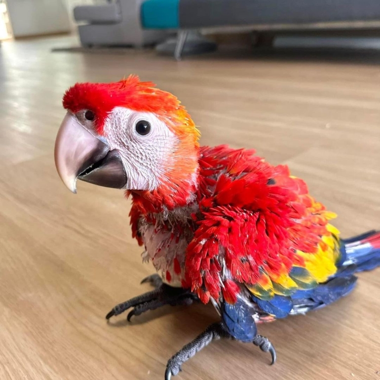 #macaw #macaws #macawlove #macawlover #macawlovers #parrot #parrots #parrotlove #parrotlover #parrotvers #bird #birds #macawlife #cockatoo #cockatoos #cockatoolove #bird #birds #birdlovers #birdfreaks #amazon (16) macaws