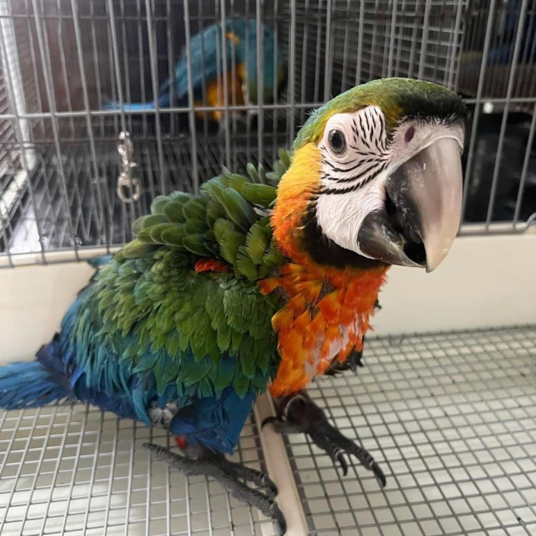 #macaw #macaws #macawlove #macawlover #macawlovers #parrot #parrots #parrotlove #parrotlover #parrotvers #bird #birds #macawlife #cockatoo #cockatoos #cockatoolove #bird #birds #birdlovers #birdfreaks #amazon (7) macaws