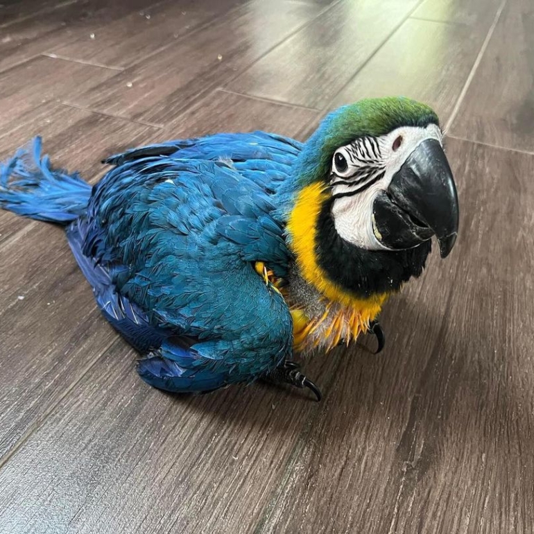 #macaw #macaws #macawlove #macawlover #macawlovers #parrot #parrots #parrotlove #parrotlover #parrotvers #bird #birds #macawlife #cockatoo #cockatoos #cockatoolove #bird #birds #birdlovers #birdfreaks #amazon (8) macaws