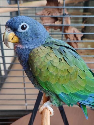 Pionus for sale