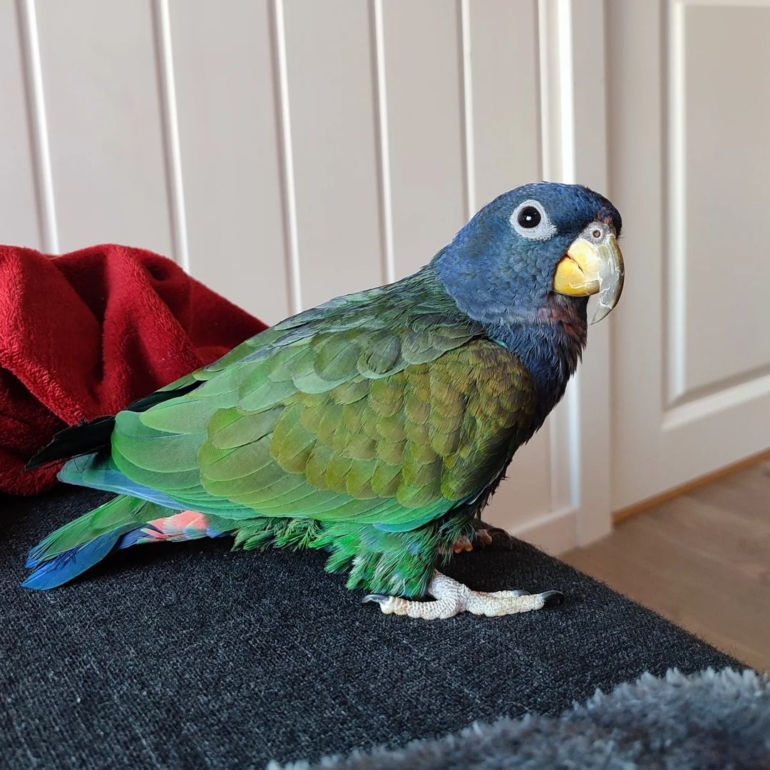 Pionus for sale Pionus for sale