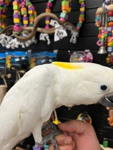 ulpher Crested Cockatoo