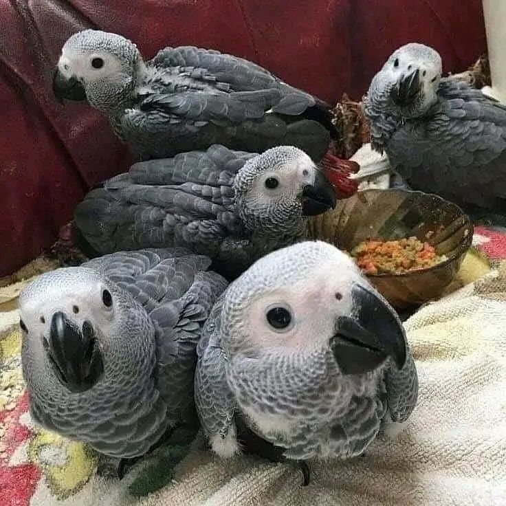 African Grey