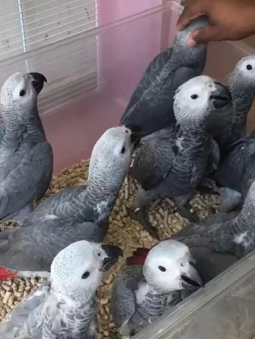 African grey parrot for sale near me