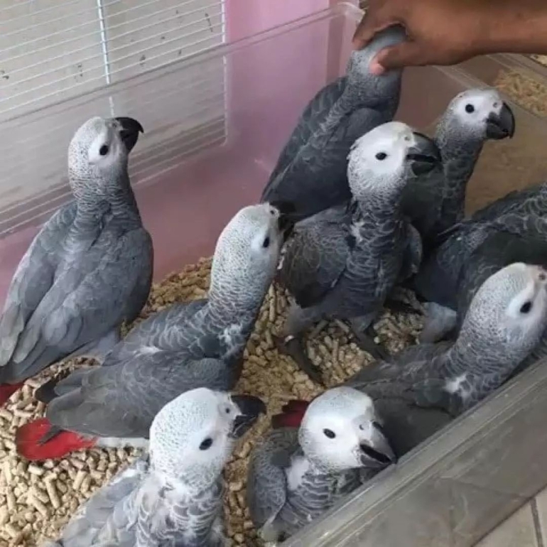 African grey parrot for sale near me