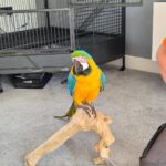 Blue Macaw