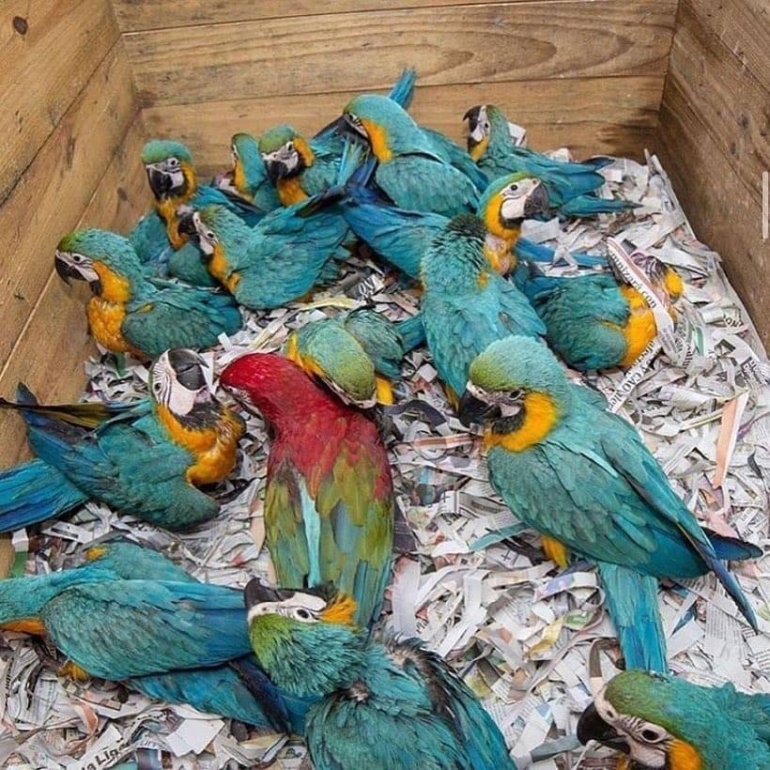 Blue and gold macaw birds for sale (2)