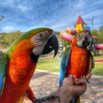 Catalina Macaws