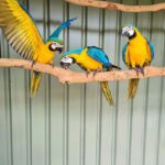 Macaw Parrots For Sale