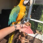 catalina macaw