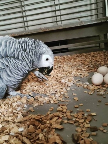African Grey Parrot Eggs