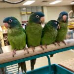 Blue Crowned Conure