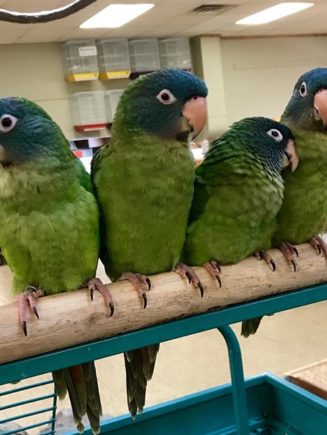 Blue Crowned Conure