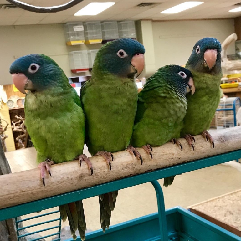 Blue Crowned Conure Blue Crowned Conure