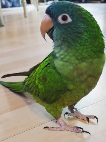 Blue Crowned Conure Parrot