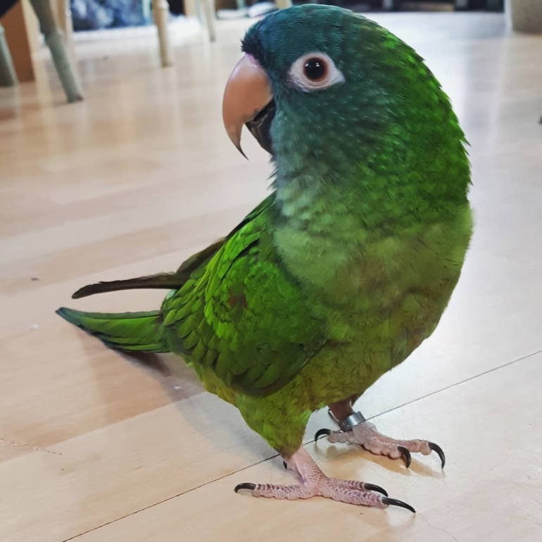 Blue Crowned Conure Parrot (2) Blue Crowned Conure Parrot