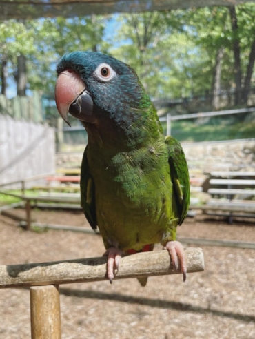 Blue Crowned Conure Parrot
