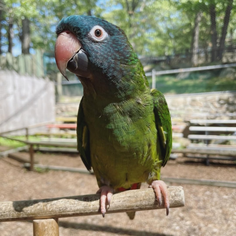Blue Crowned Conure Parrot Blue Crowned Conure Parrot