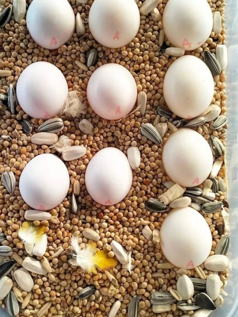 fertile parrot eggs