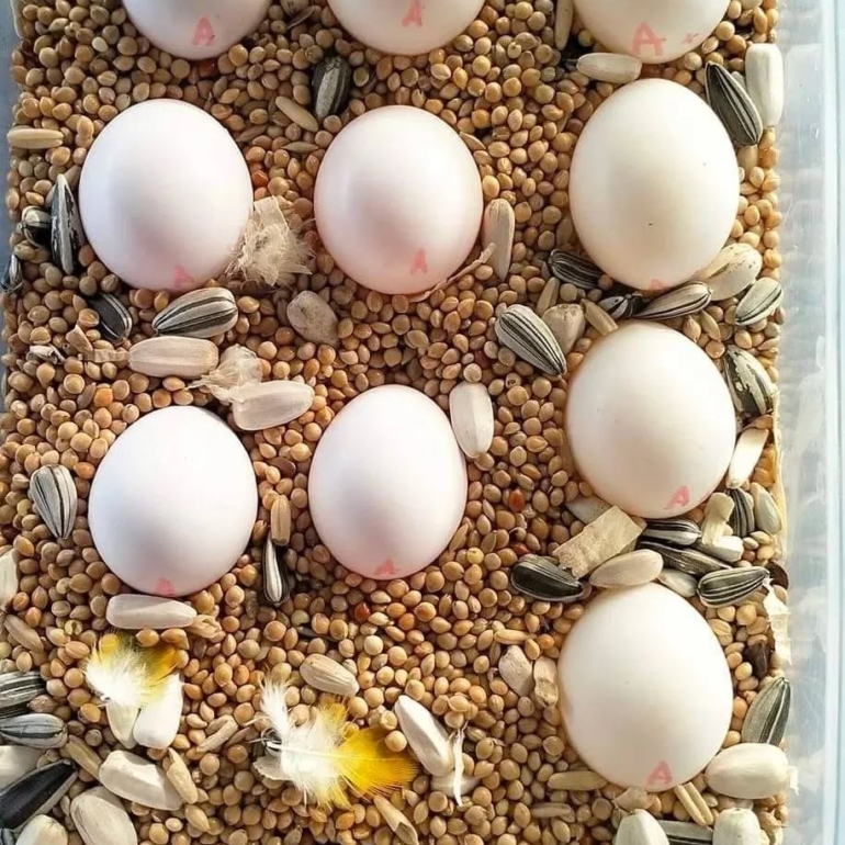 fertile parrot eggs fertile parrot eggs