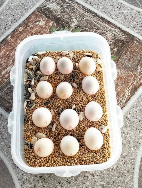 Harlequin Macaw Eggs