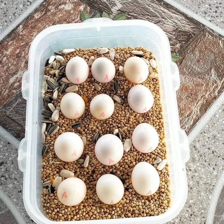 Harlequin Macaw Eggs Harlequin Macaw Eggs